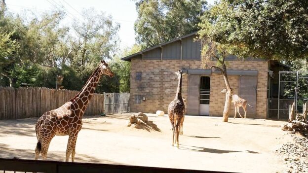 Giraffes Sacramento Zoo