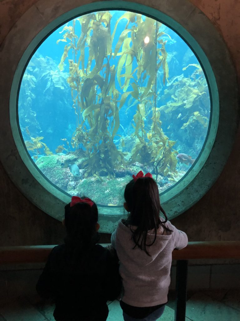 Kelp Forest, Monterey Bay Aquarium