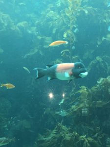 Monterey Bay Aquarium