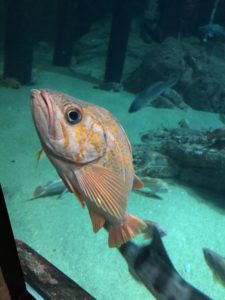 Monterey Bay Aquarium