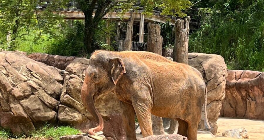 Elephants at Busch Gardens Tampa Bay